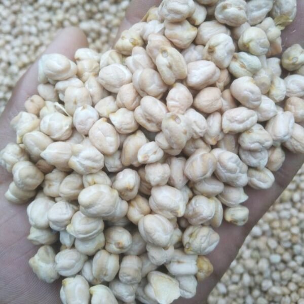Chickpea-1