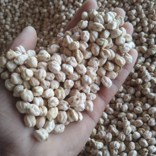 Chickpea-2