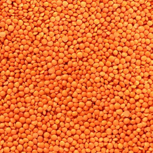 Lentil1 (1)