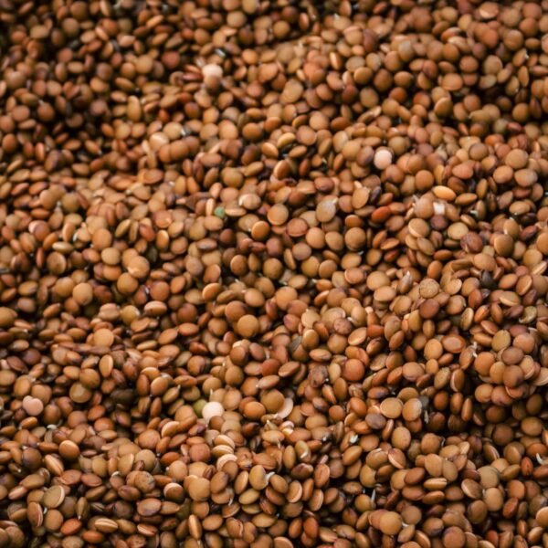 Lentil3 (1)