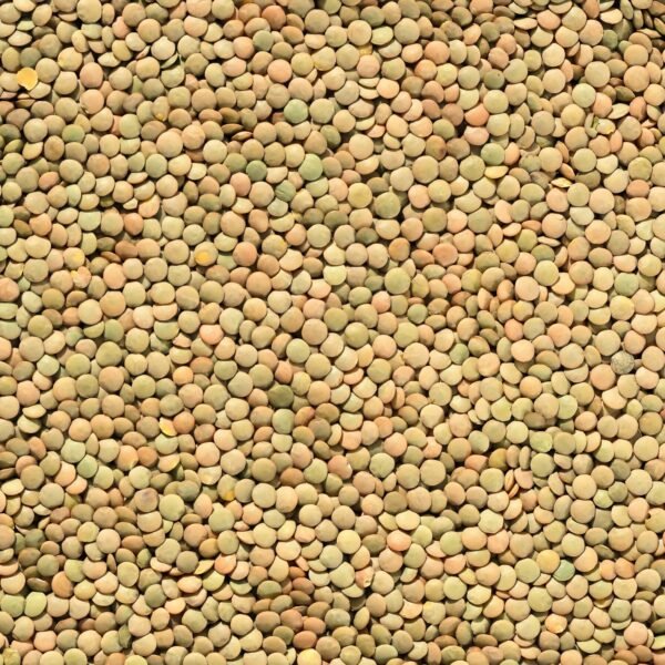 Lentil4 (1)