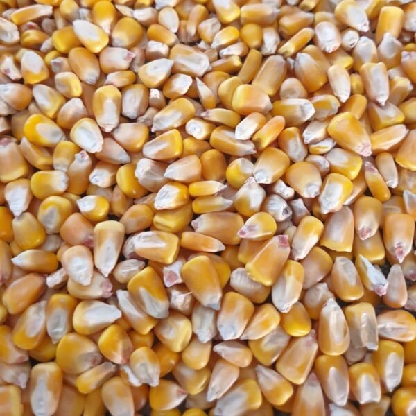 Maize-1