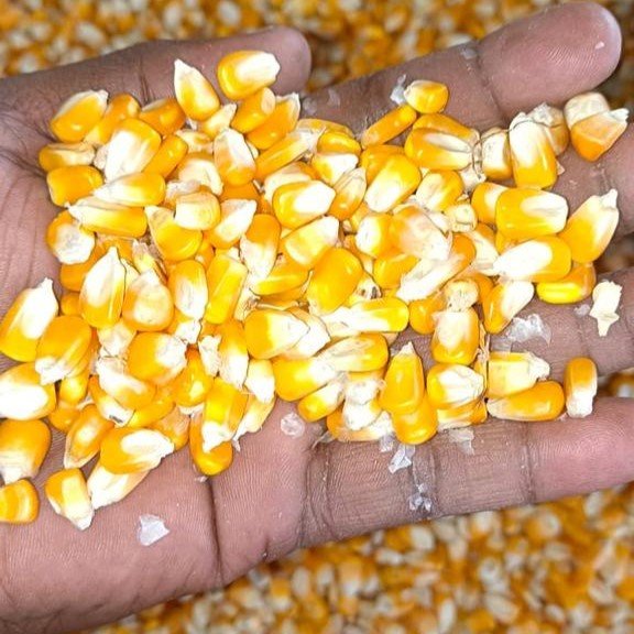 Maize-3