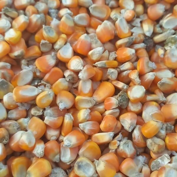 Maize-5
