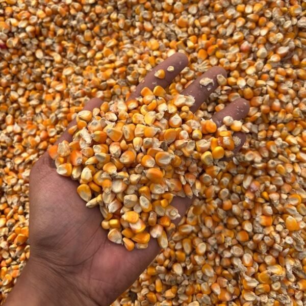 Maize-6
