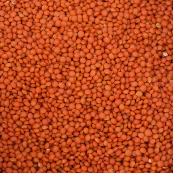 Red lentil2 (1)