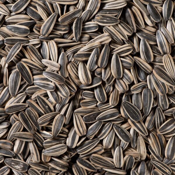 Sunflower Seed