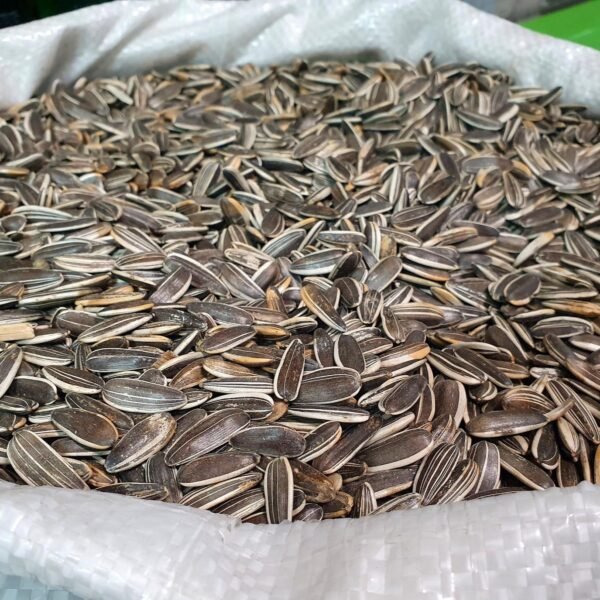 Sunflower Seed1