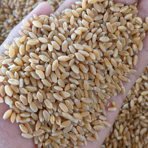 Wheat-1