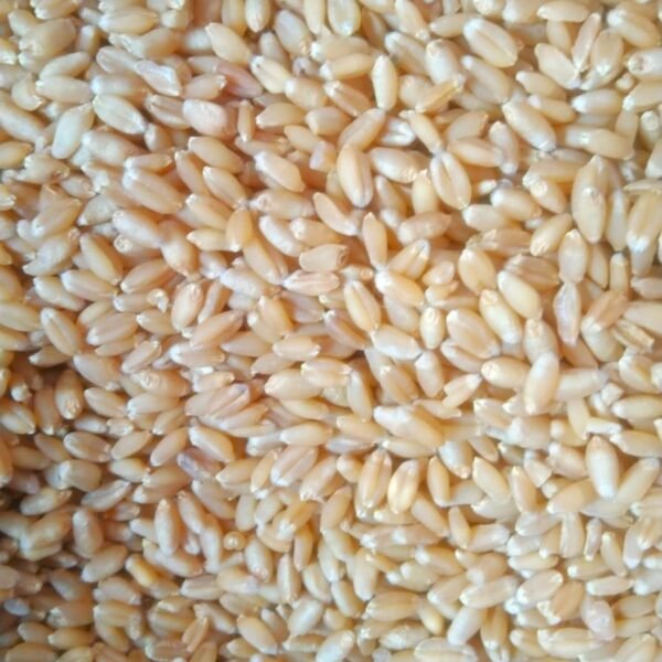 Wheat-2