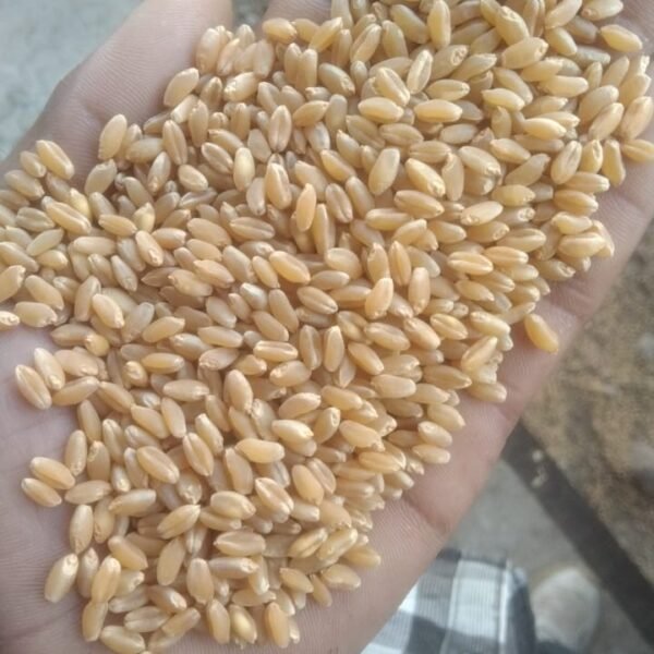 Wheat-5