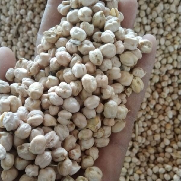 chickpea-3