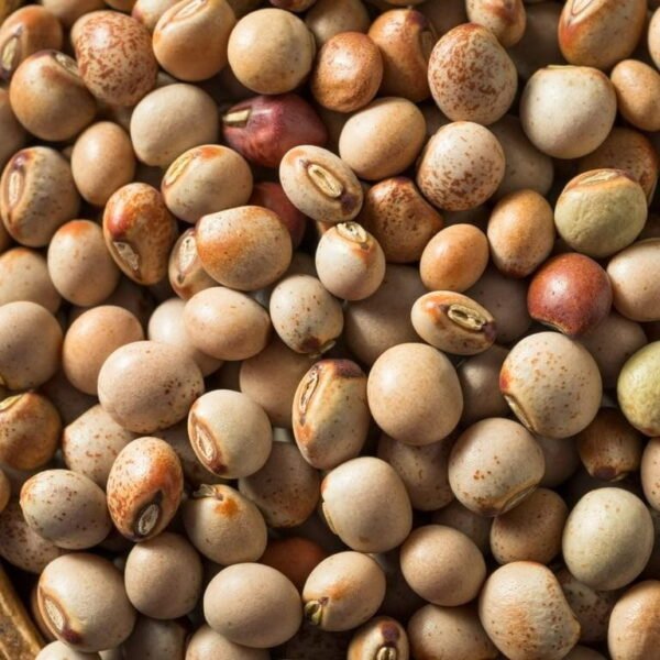 pigeon pea (1)