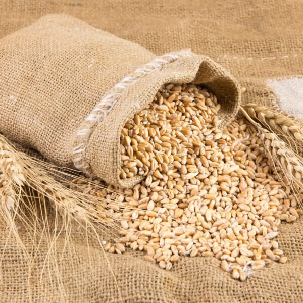 wheat